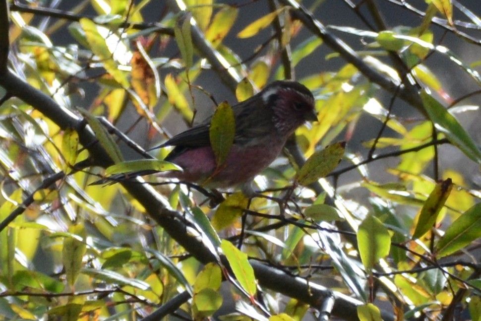 Chinese White-browed Rosefinch - ML395988031