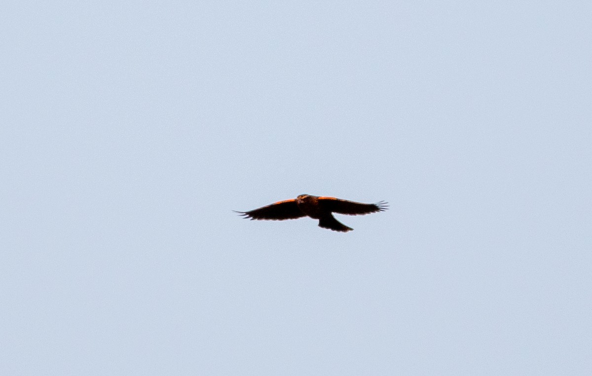 Red-winged Blackbird - ML395988941