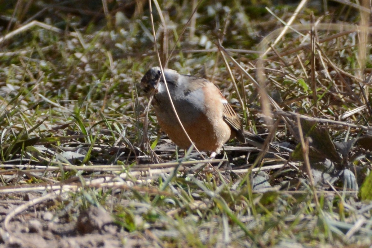 Godlewski's Bunting - ML395989241