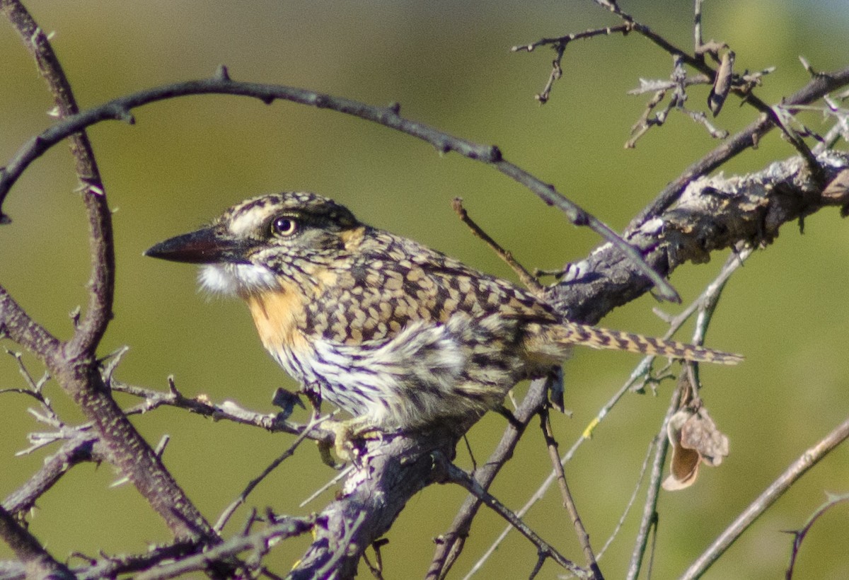 Spot-backed Puffbird - ML395989601