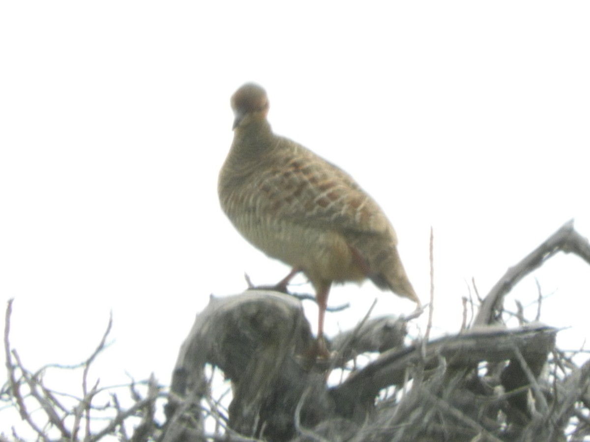 Gray Francolin - Merryl Edelstein