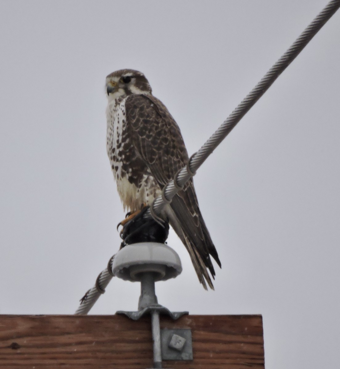 Prairie Falcon - Daniel Casey