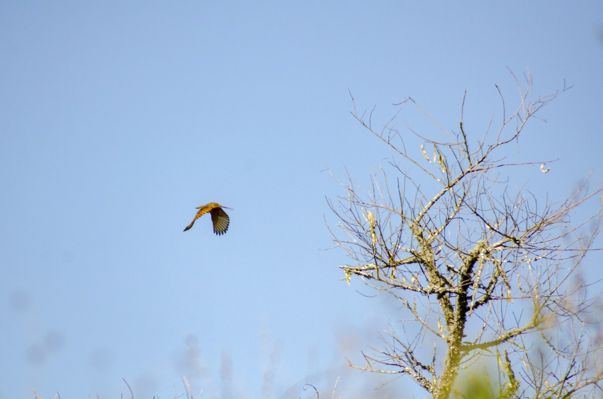 Streak-throated Bush-Tyrant - ML395989841