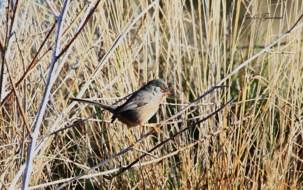 Dartford Warbler - Carlos Figueiredo