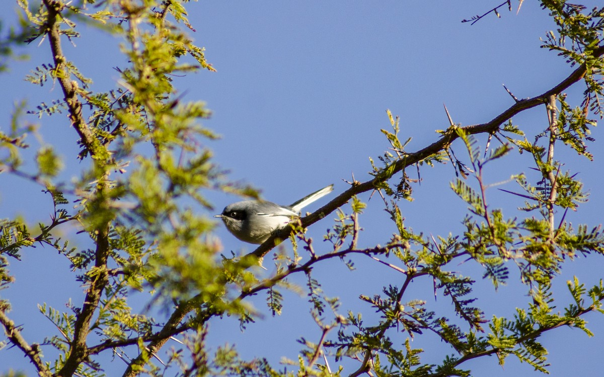 Masked Gnatcatcher - ML395990041