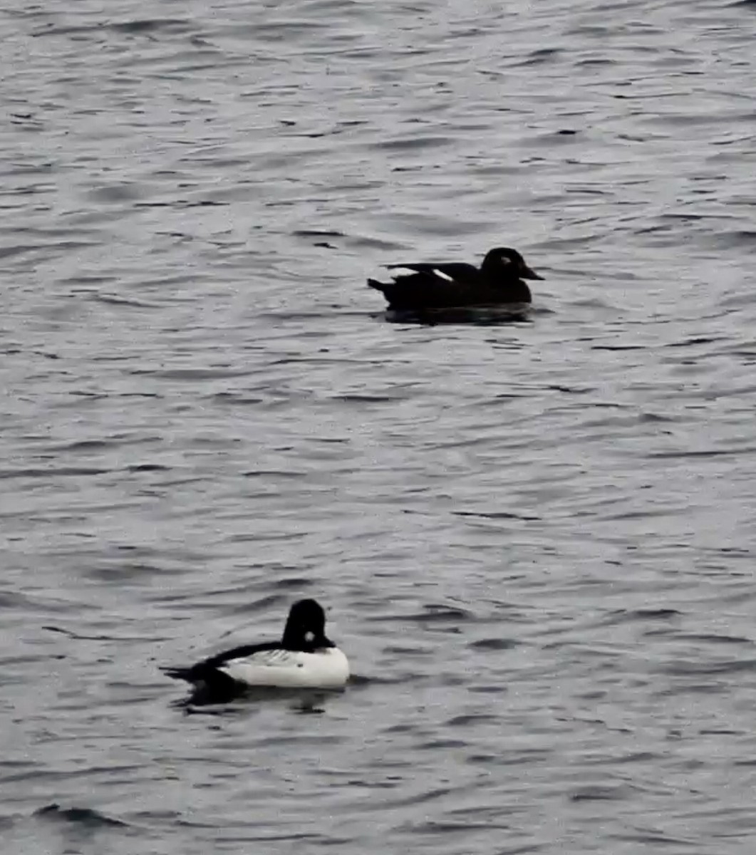 White-winged Scoter - ML395990141