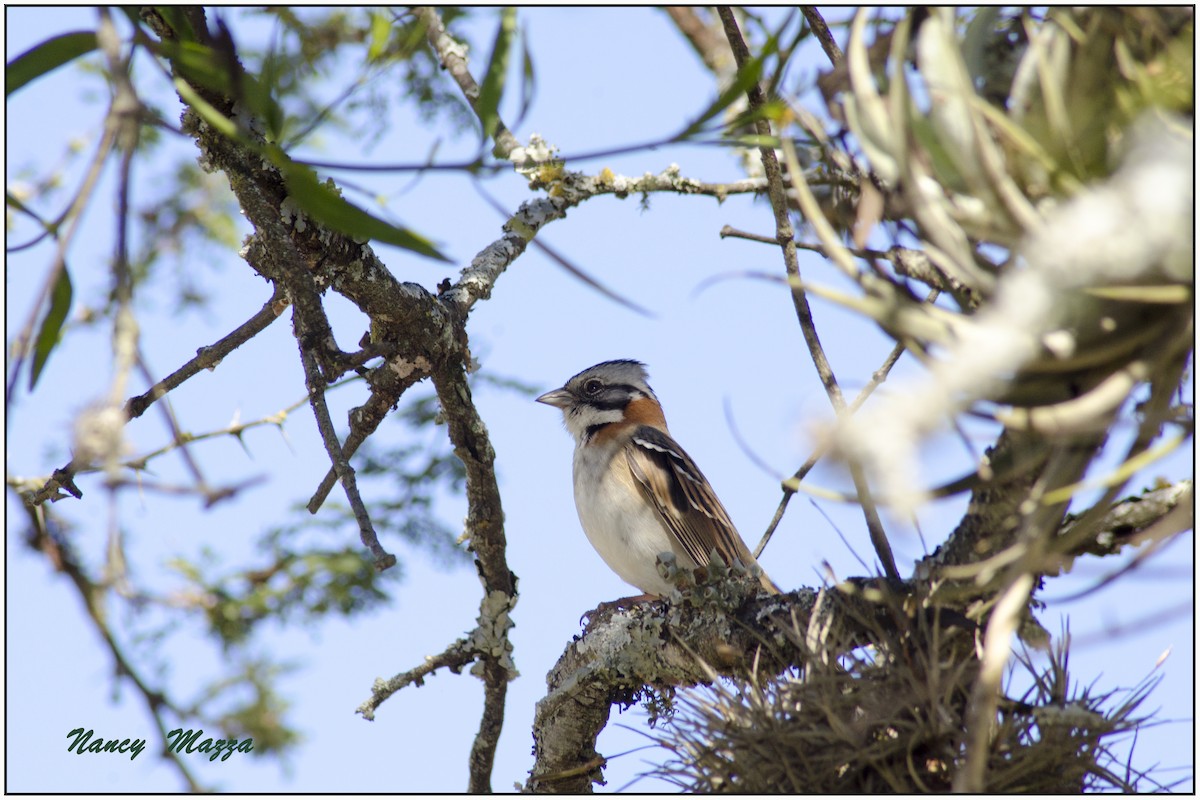 Rufous-collared Sparrow - ML395990251