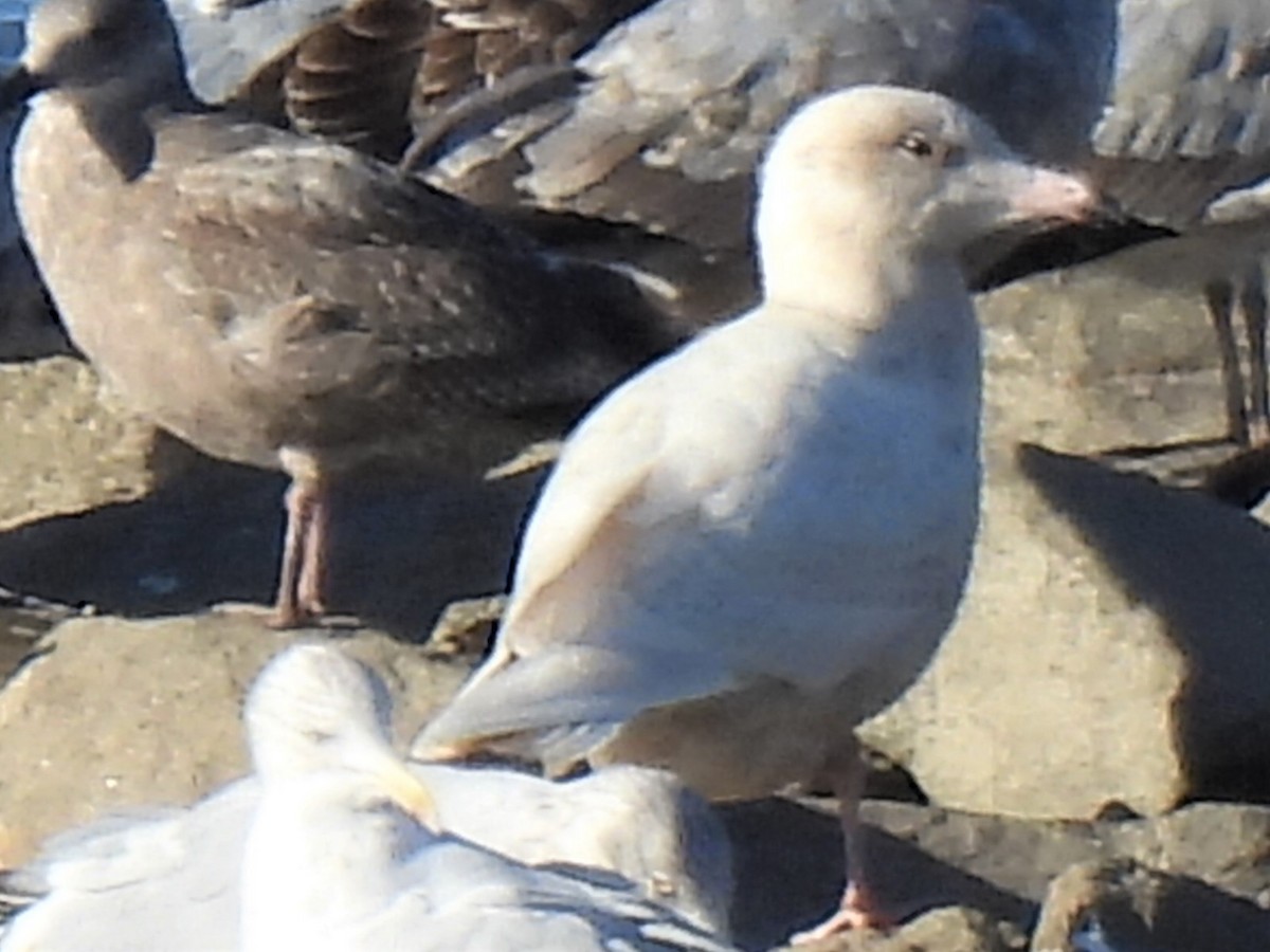 Glaucous Gull - Bruce Nott