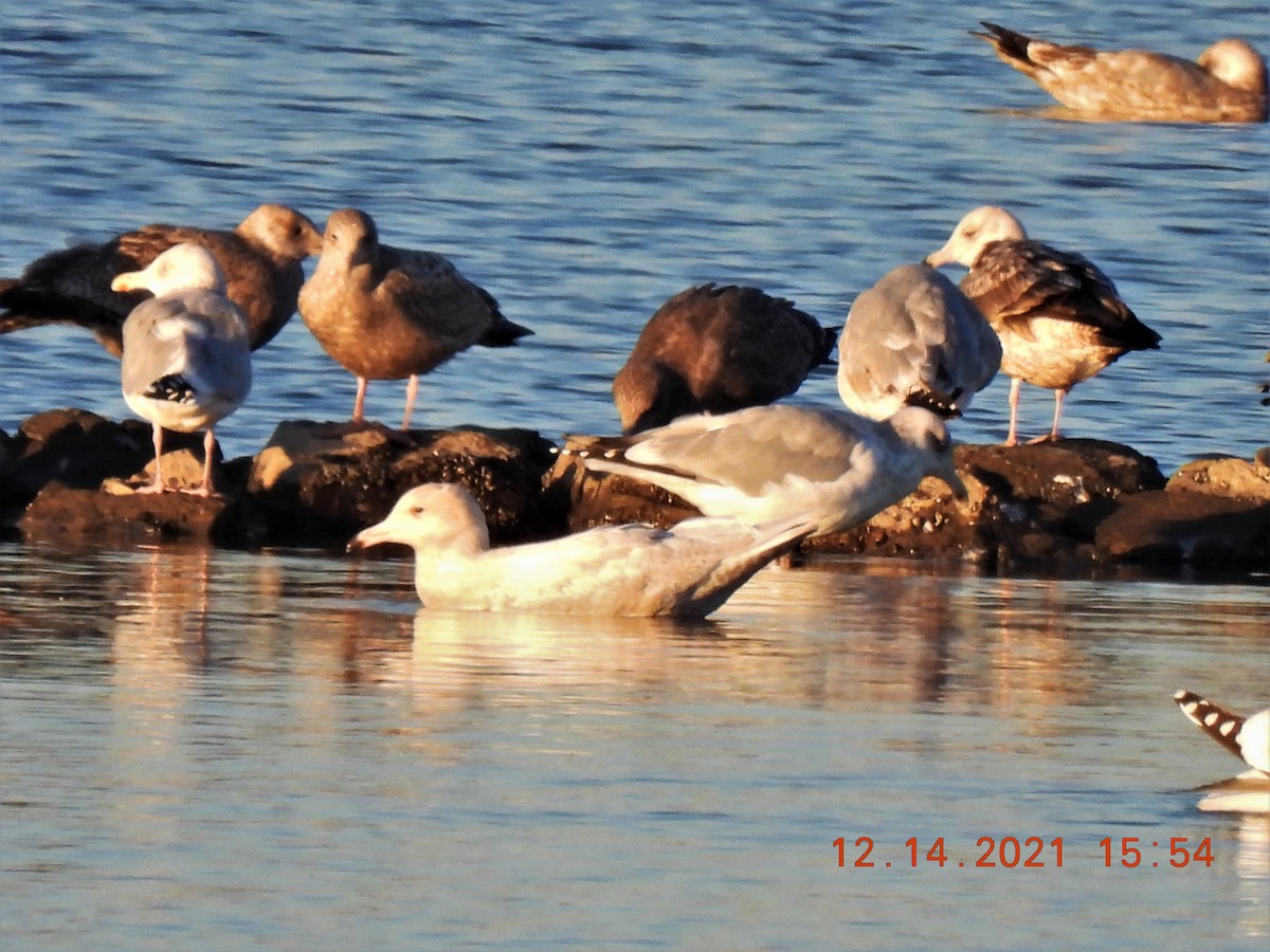 Glaucous Gull - Bruce Nott