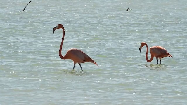 American Flamingo - ML395990781
