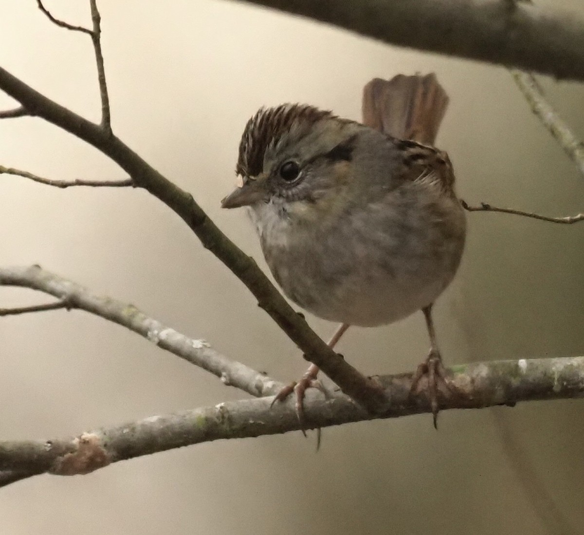 Swamp Sparrow - Bob Foehring