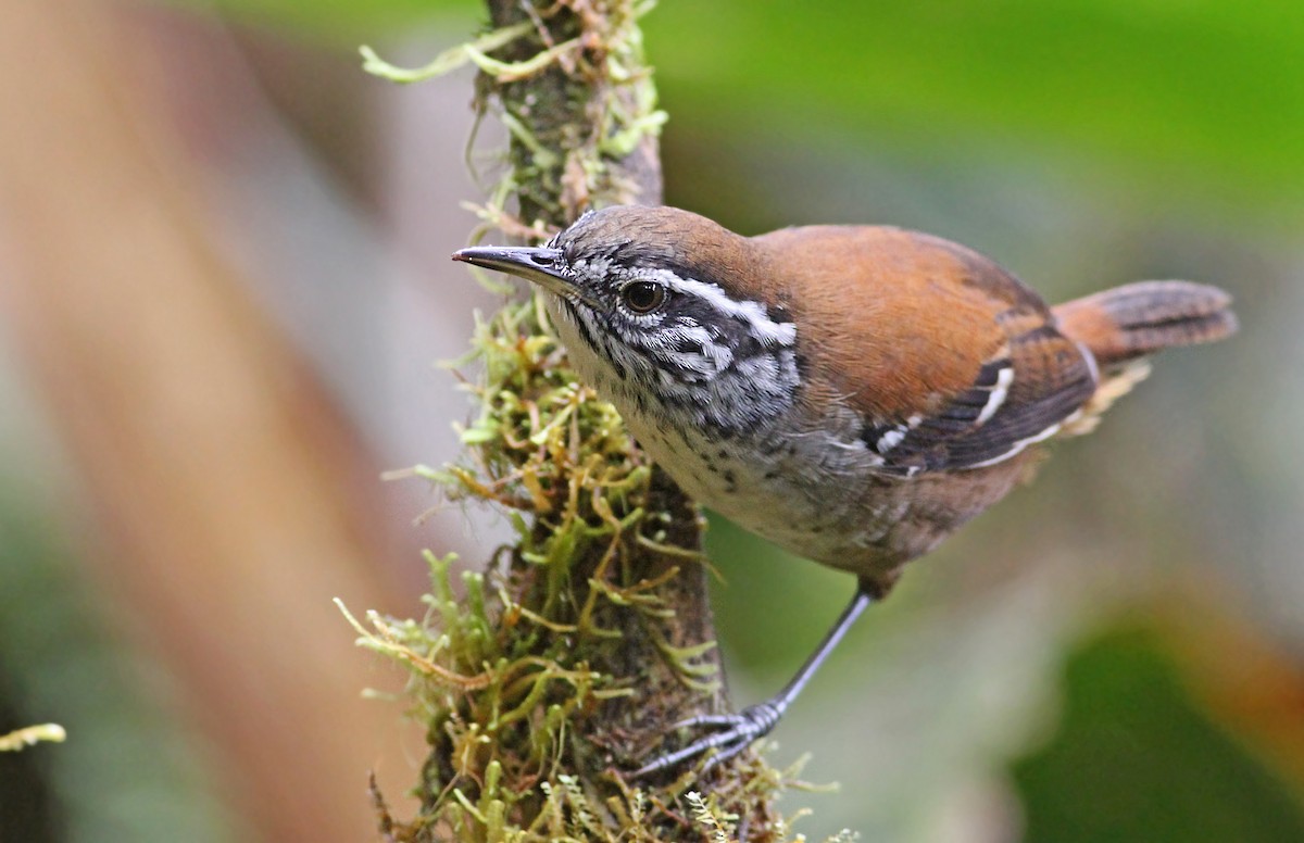 Bar-winged Wood-Wren - ML39599201