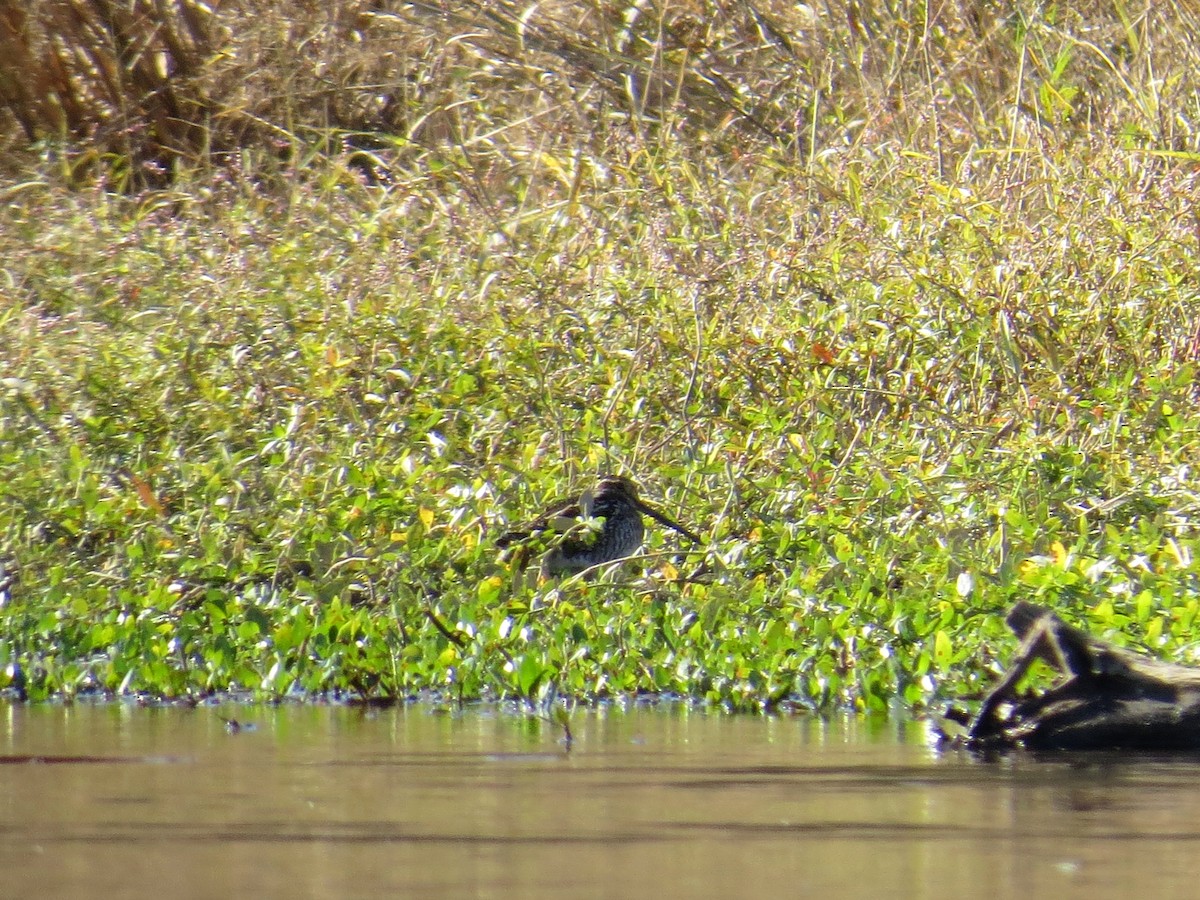 Wilson's Snipe - ML39599241