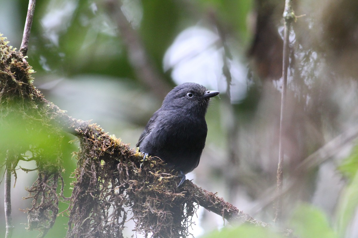 Uniform Antshrike - Luke Seitz