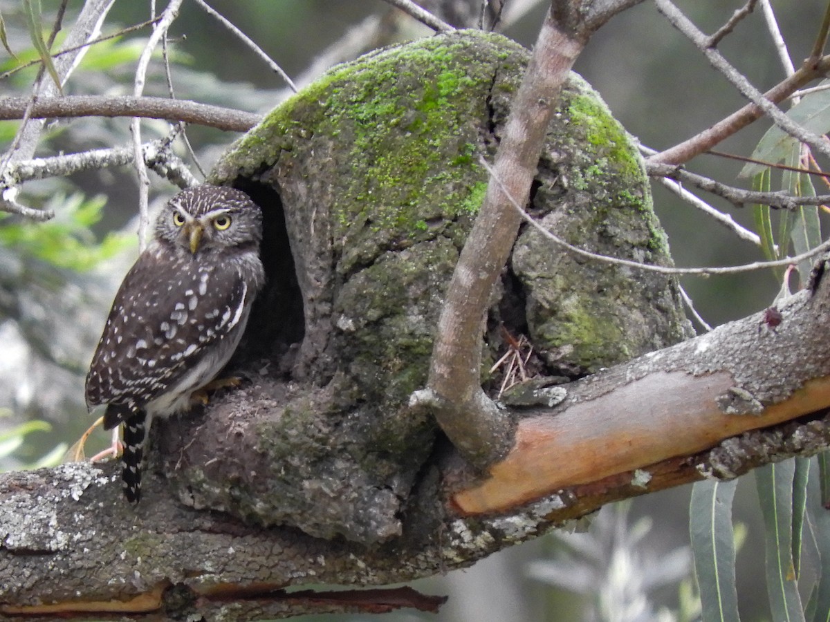 Peruvian Pygmy-Owl - ML395993171