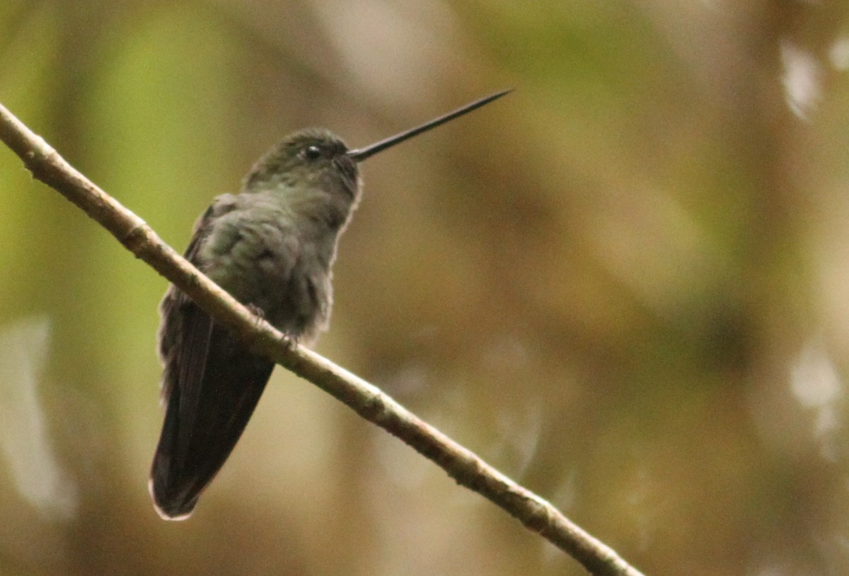 Green-fronted Lancebill - ML39599341