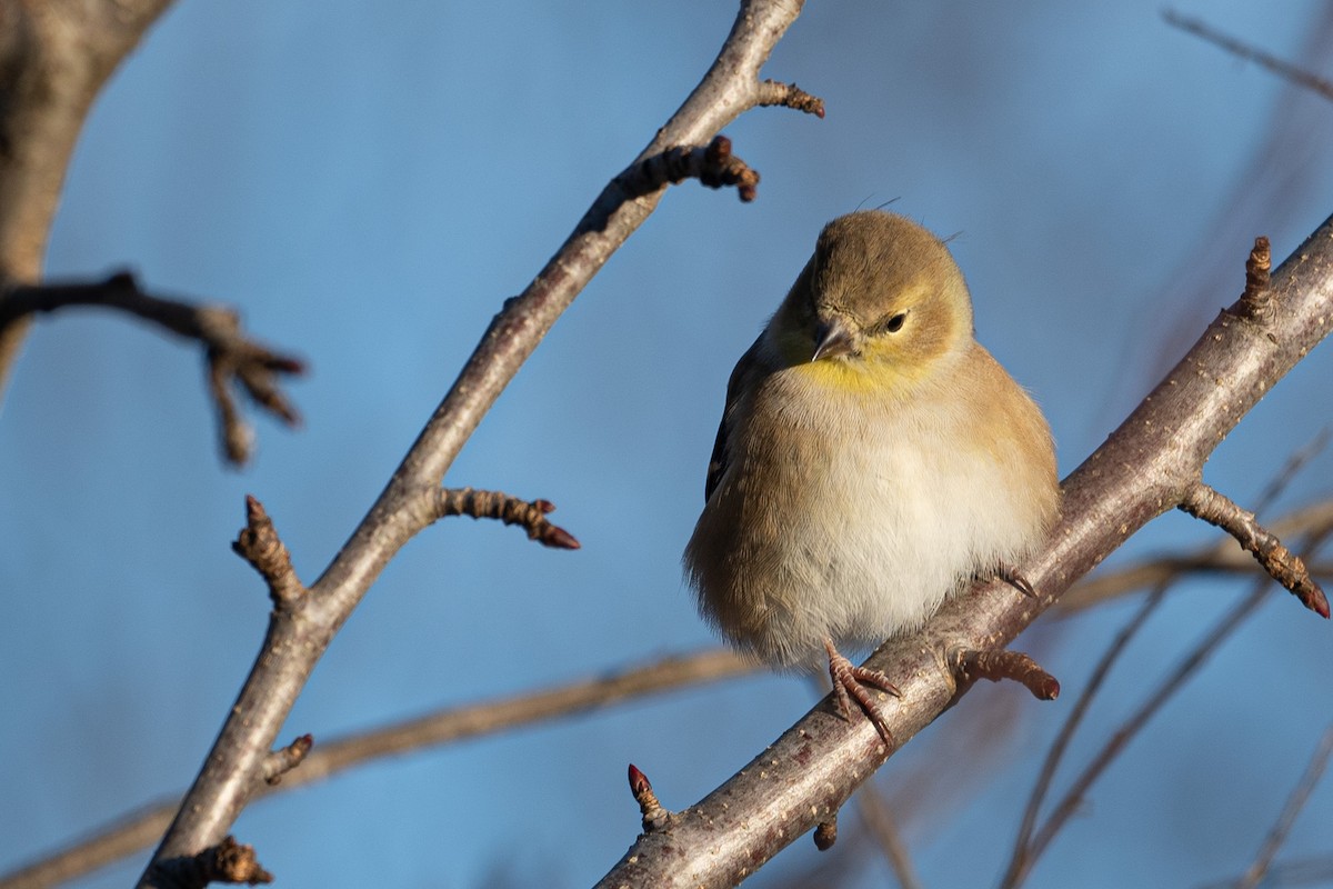 American Goldfinch - Cindy Kindle