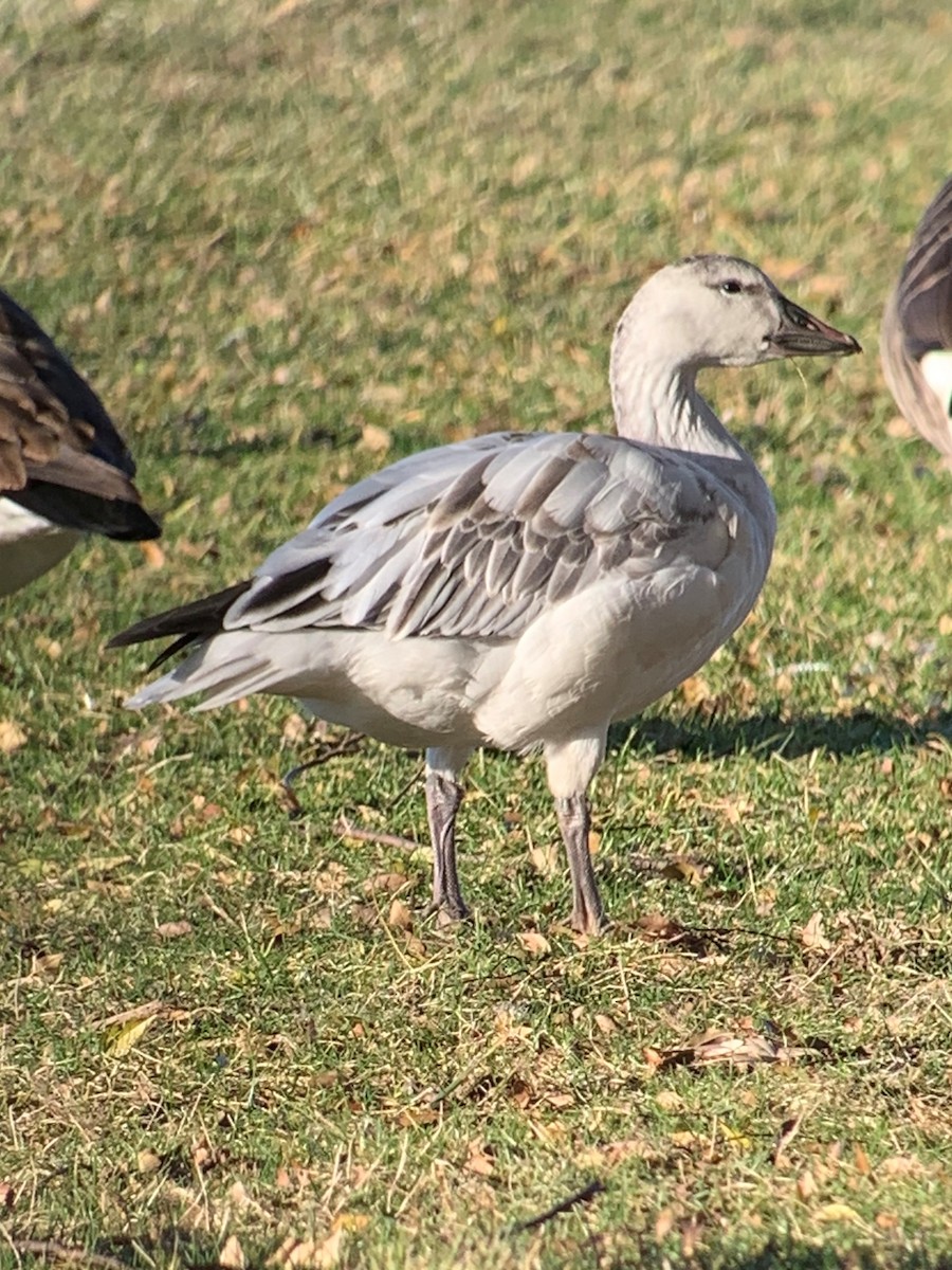 Snow Goose - ML395994481