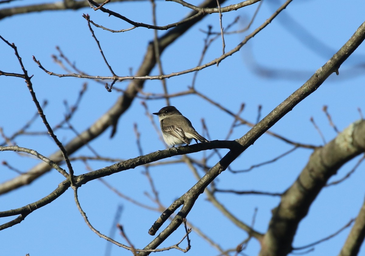 Eastern Phoebe - ML395994521