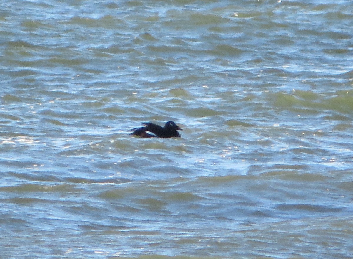 White-winged Scoter - ML395994741