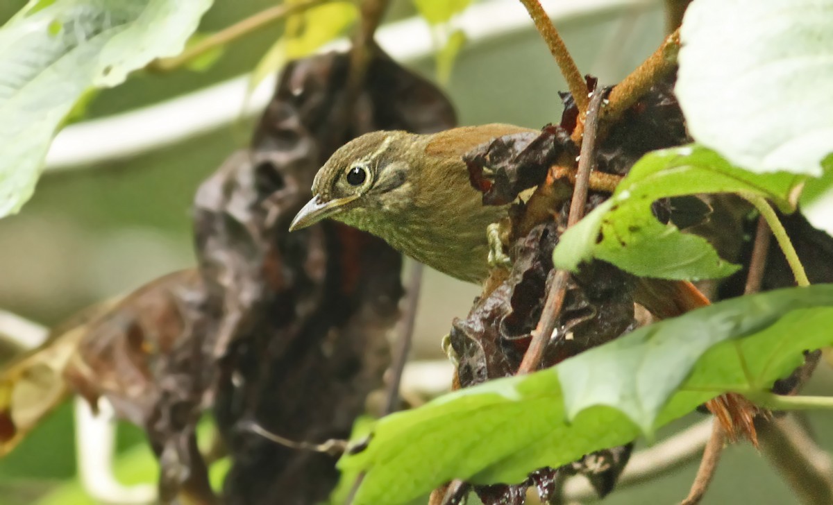 Montane Foliage-gleaner - Luke Seitz