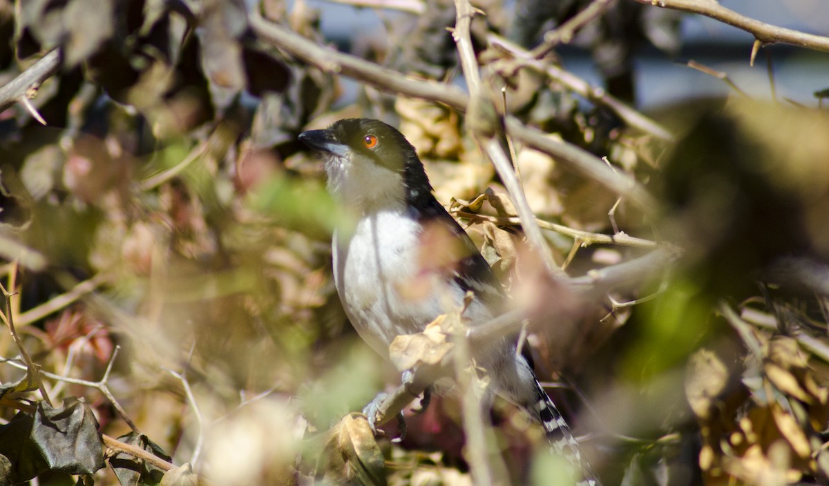 Great Antshrike - ML395995831