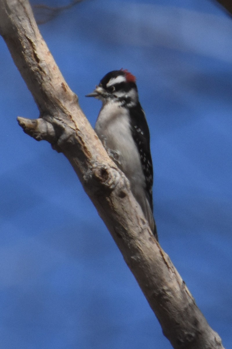 Downy Woodpecker - ML395996251
