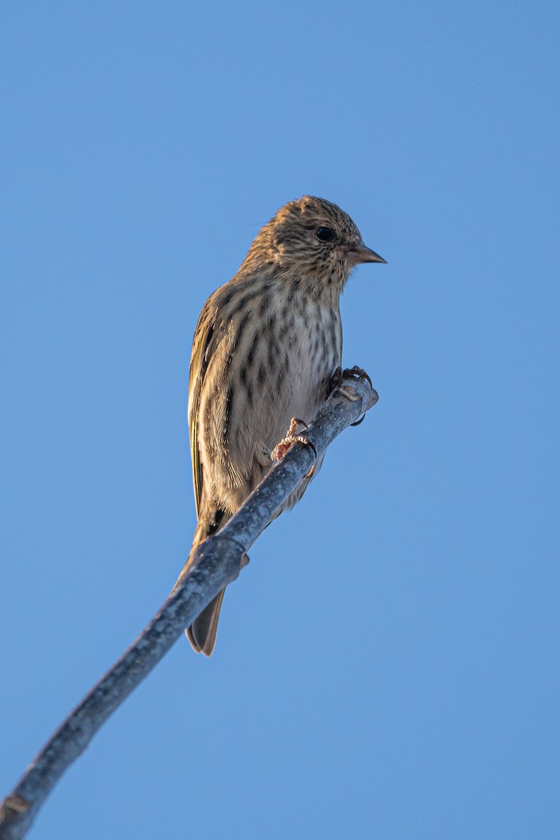 Pine Siskin - ML395996321