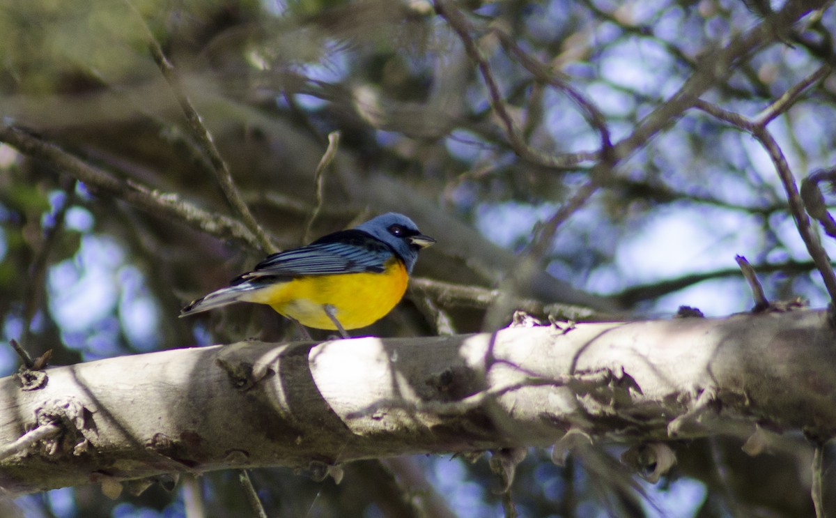 Blue-and-yellow Tanager - ML395996391