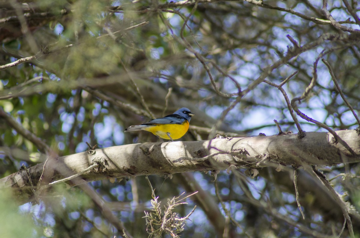 Blue-and-yellow Tanager - ML395996451