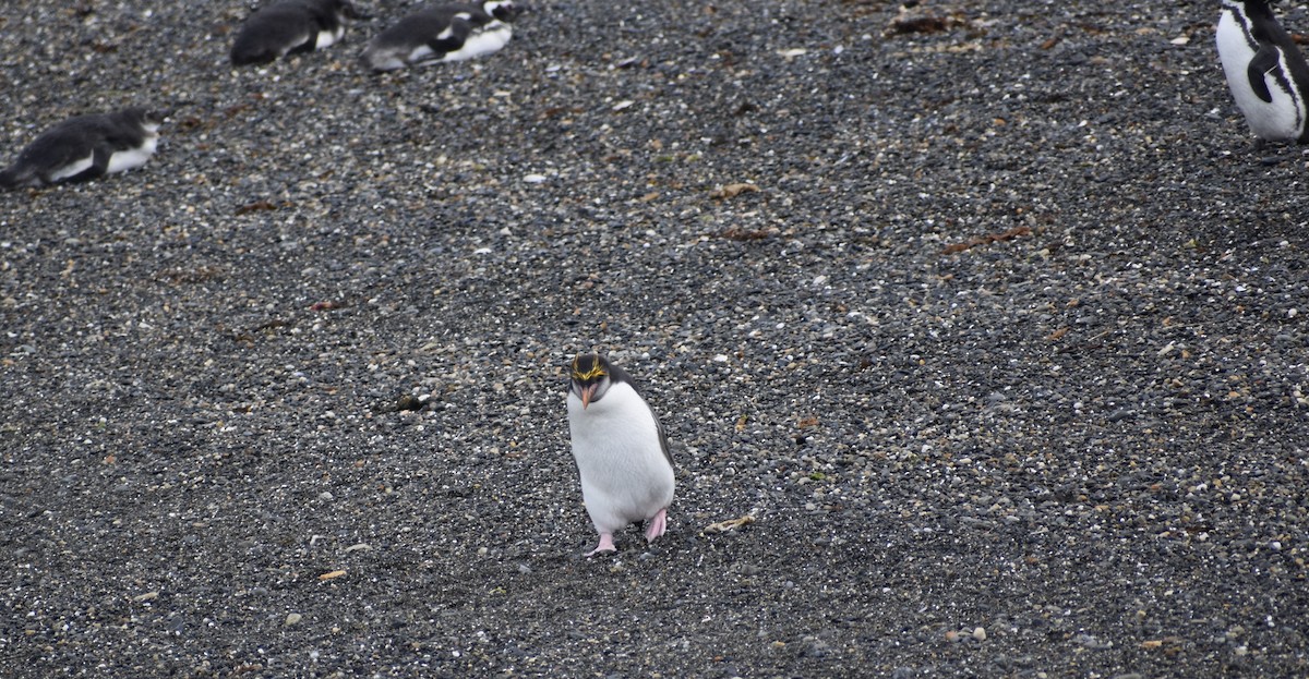 Златохохлый пингвин - ML395999031