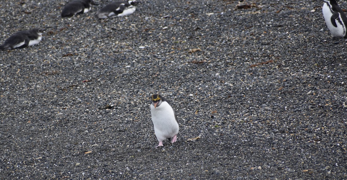 Macaroni Penguin - ML395999031