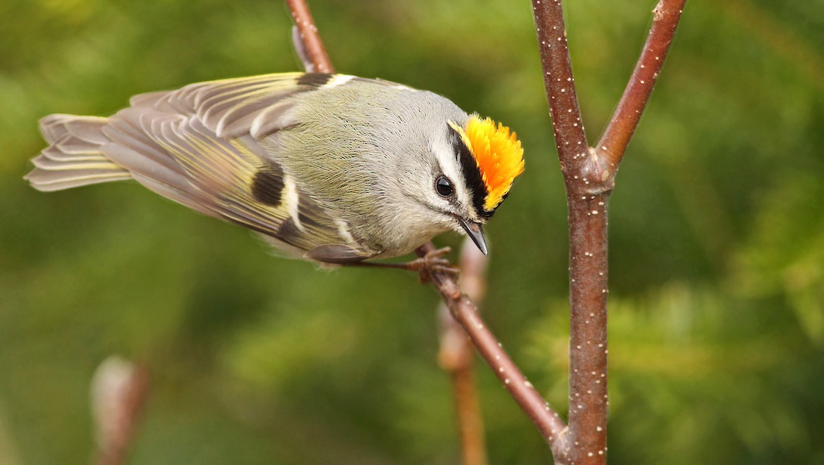 Golden-crowned Kinglet - ML39599921