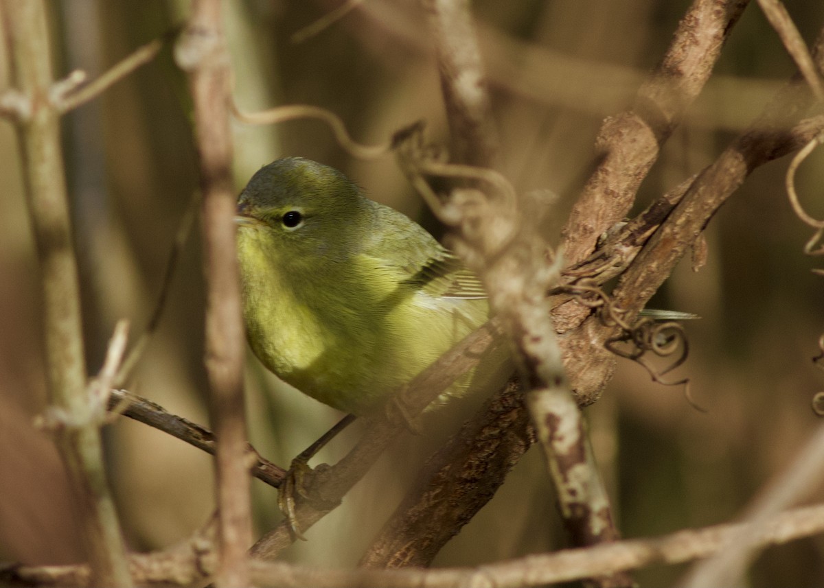 Orange-crowned Warbler - Gerard Phillips