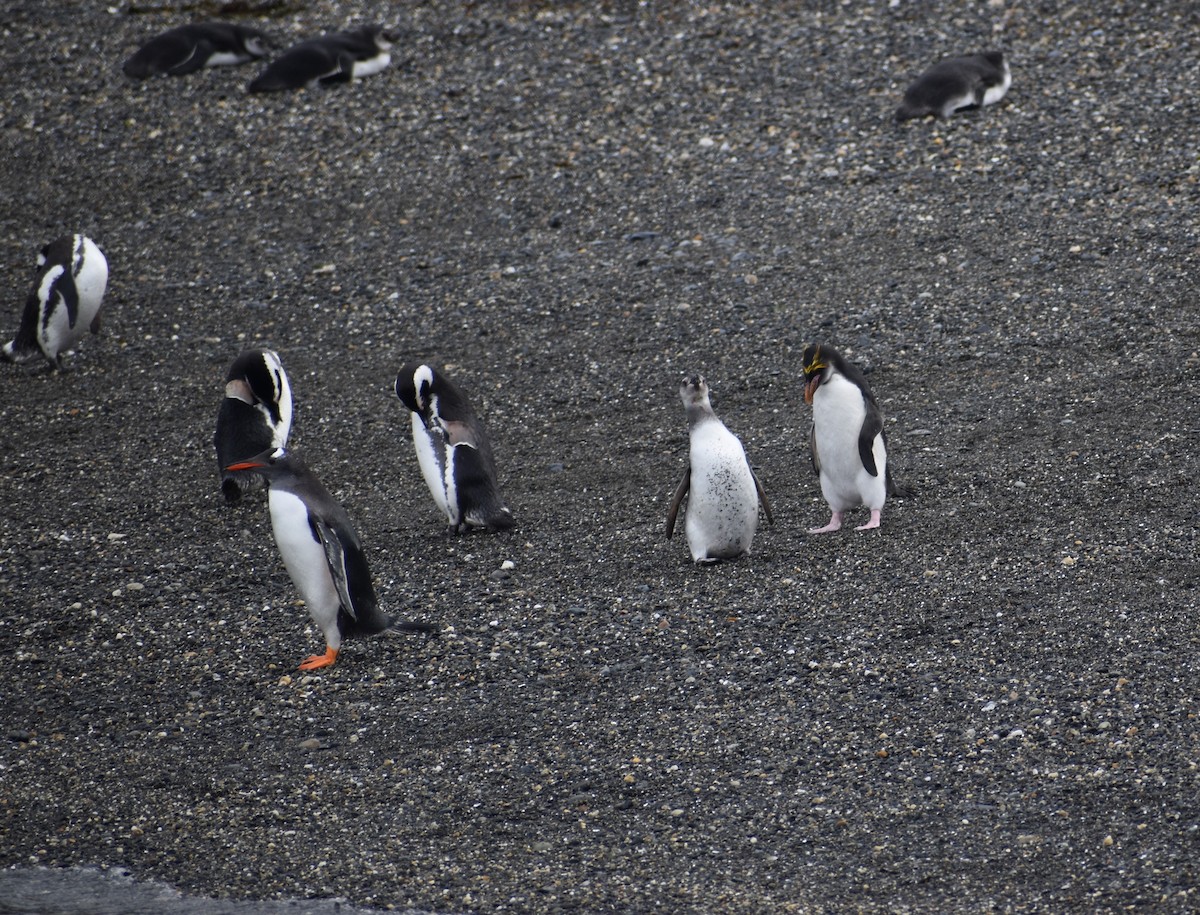 Macaroni Penguin - ML395999871