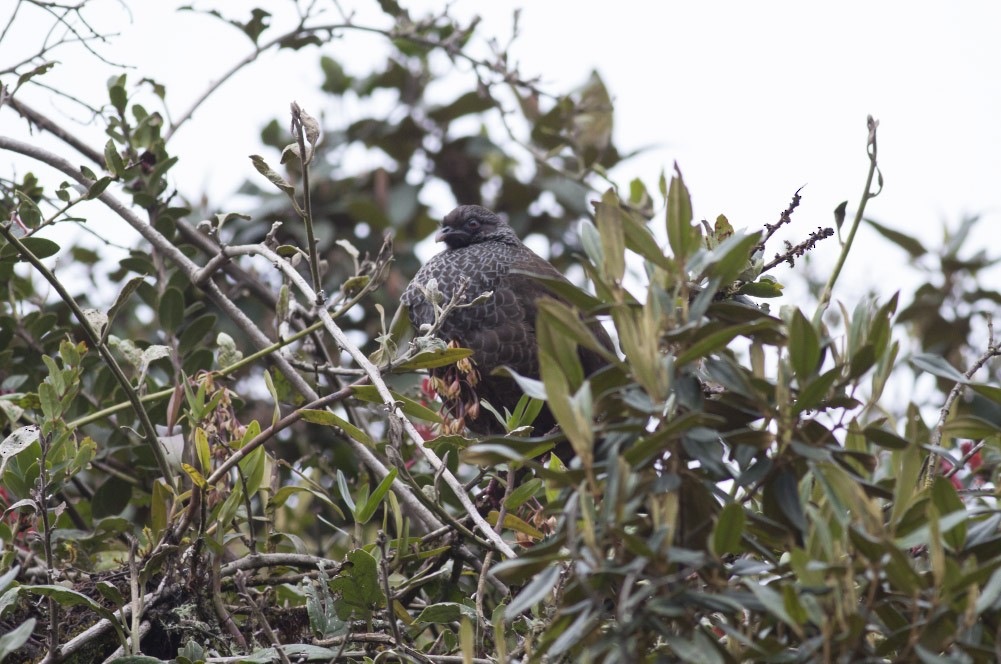 Andean Guan - ML39600031