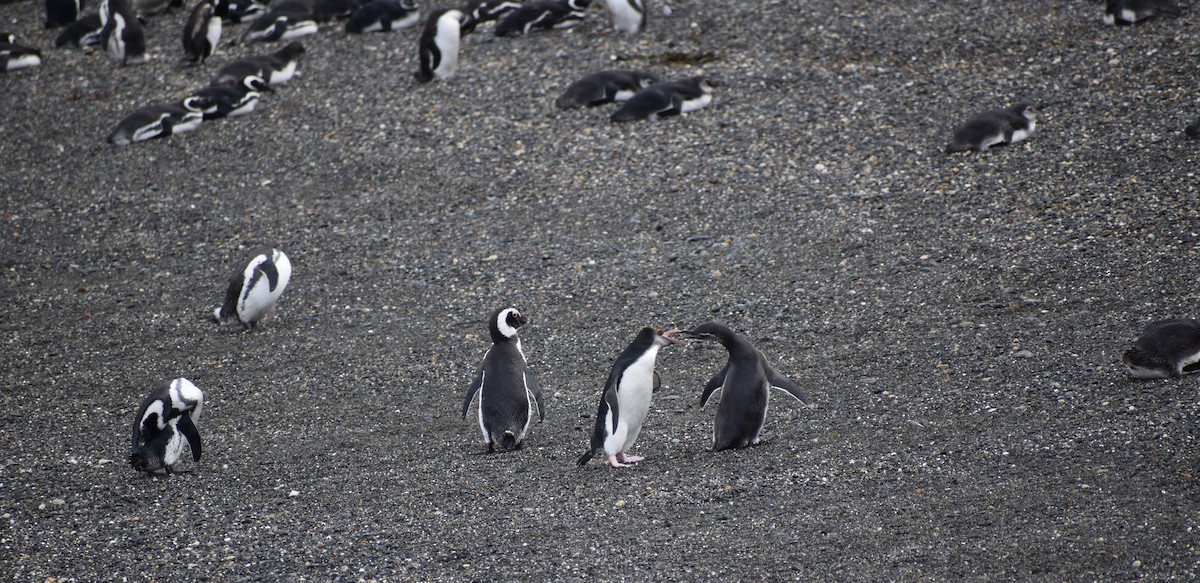 Macaroni Penguin - ML396000331