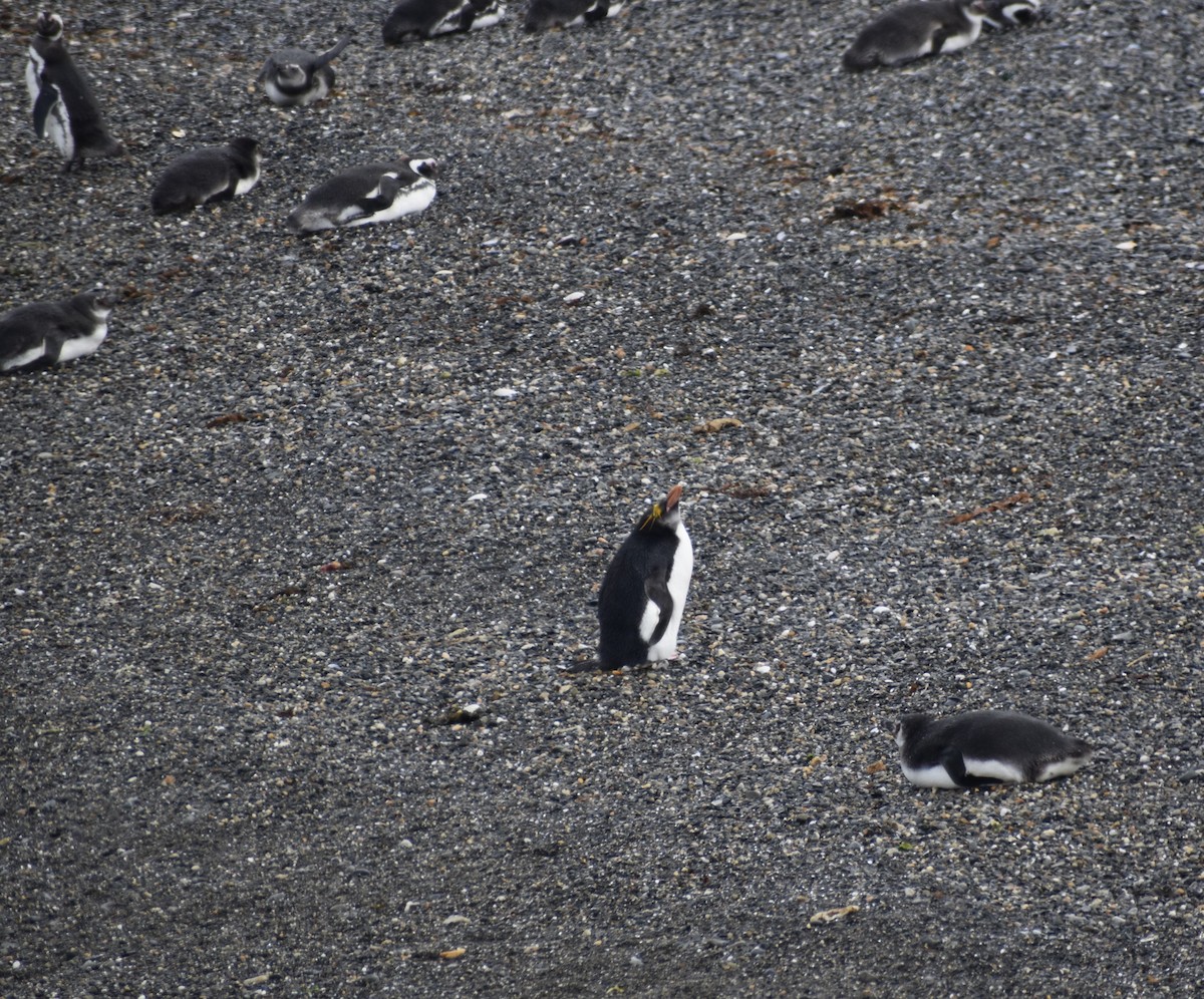 Macaroni Penguin - Patricia Andrea Colombo