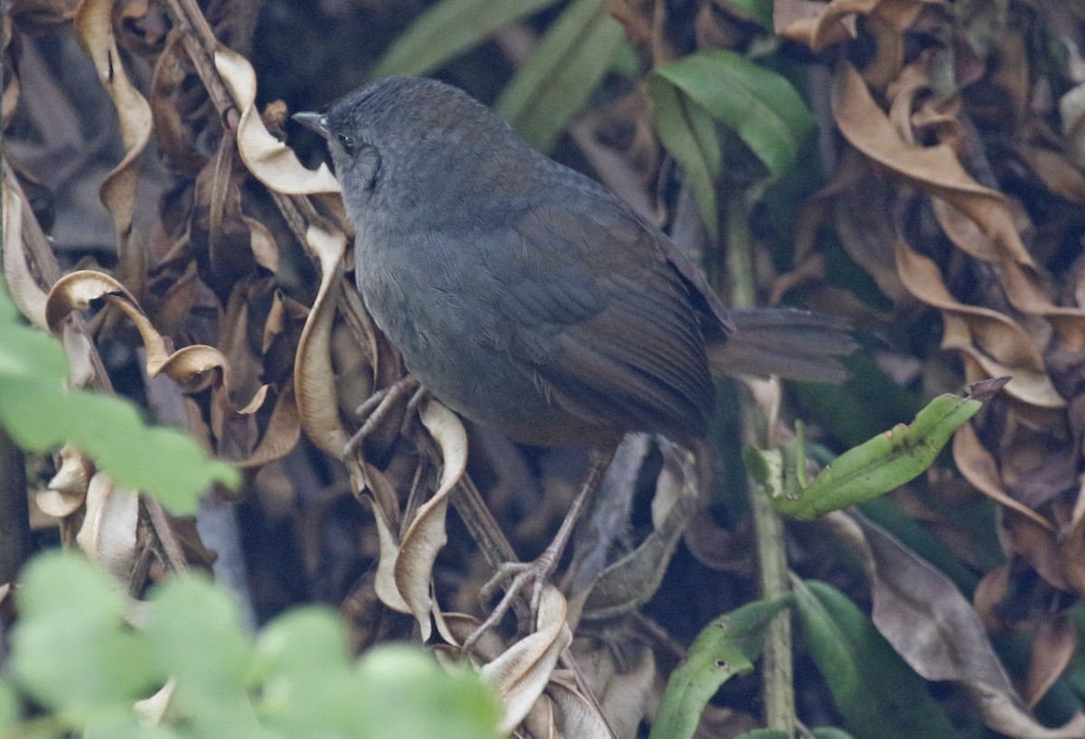 Pale-bellied Tapaculo - ML396001351