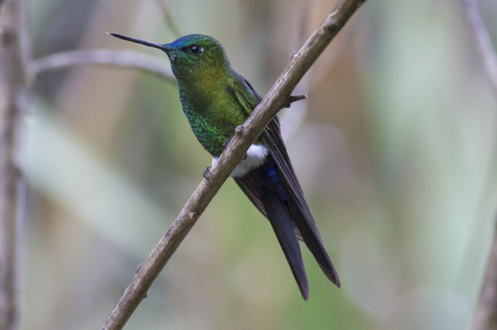 Sapphire-vented Puffleg (Sapphire-vented) - ML39600141