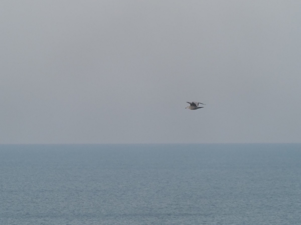 Ring-billed Gull - ML396002721