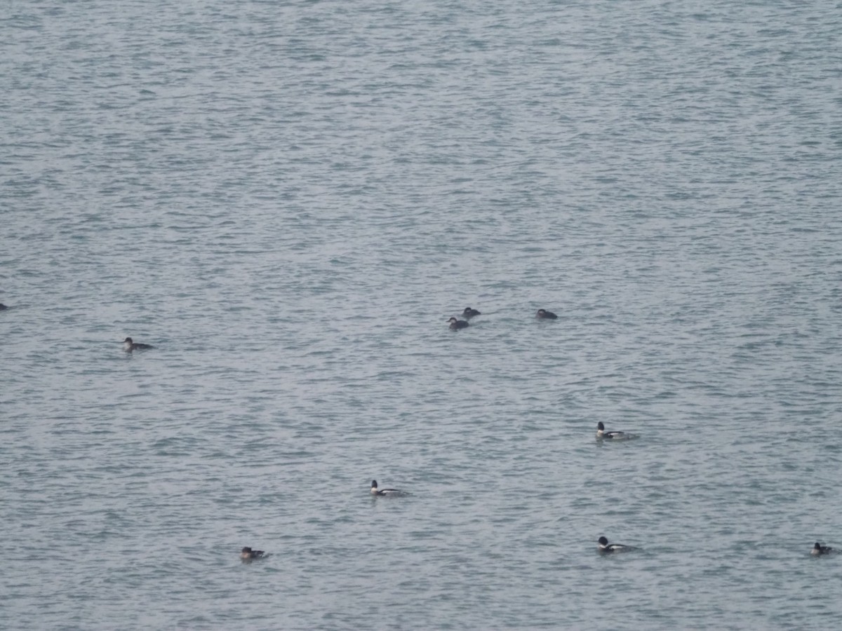 Black Scoter - Kevin Wistrom