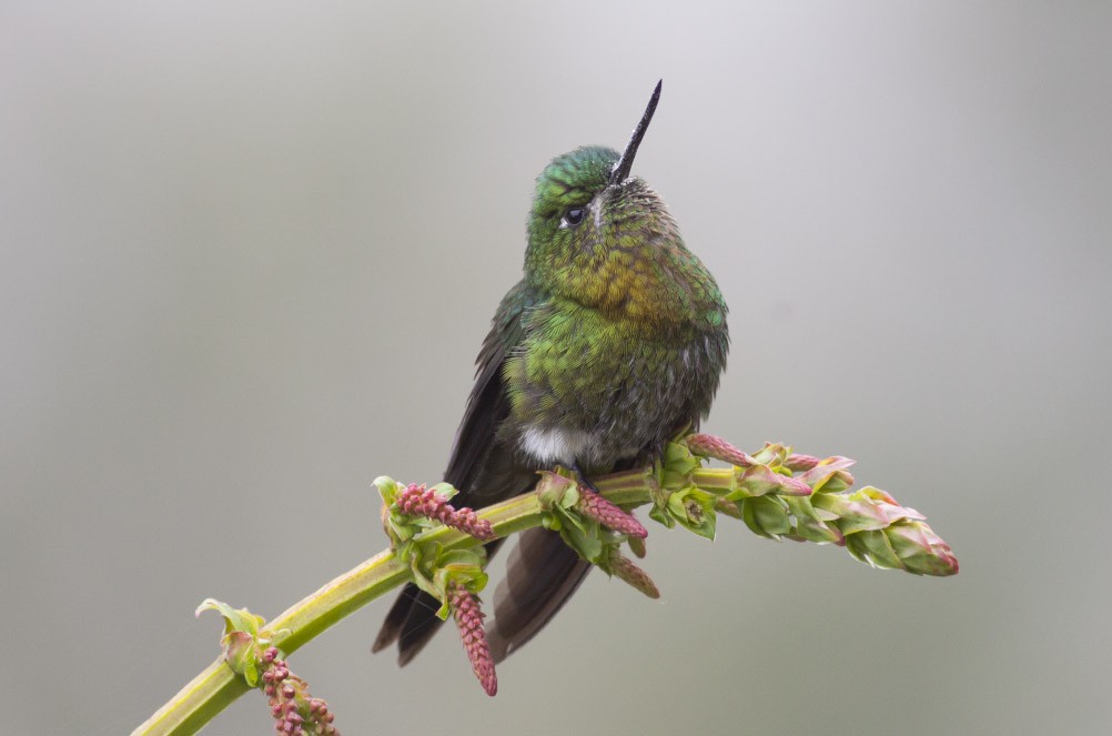 Golden-breasted Puffleg - ML39600291