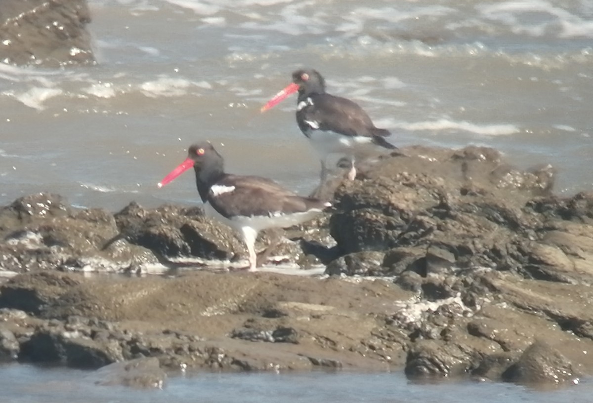 American Oystercatcher - ML396003311