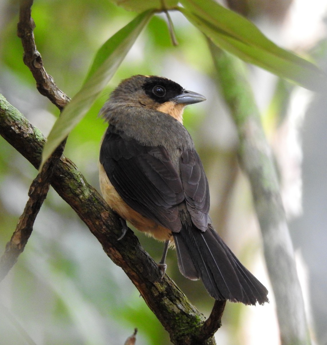 Black-goggled Tanager - ML396003601