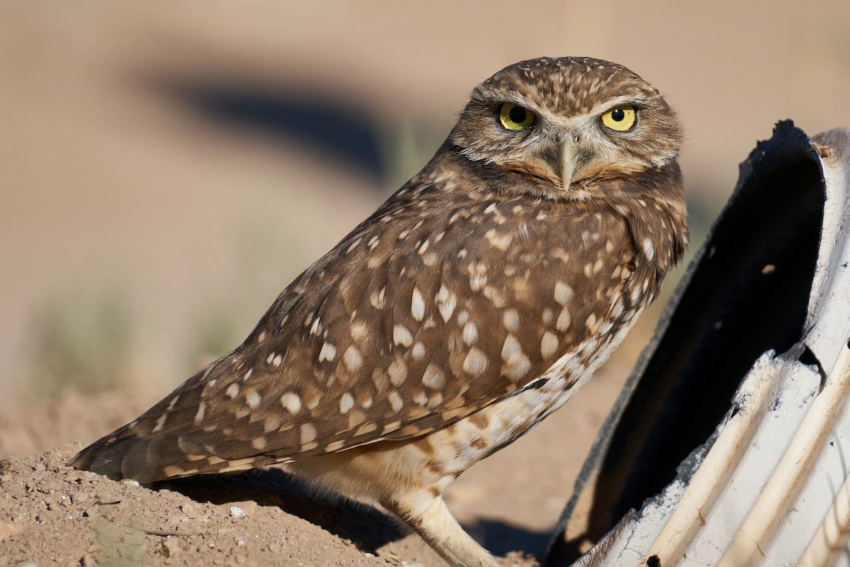 Burrowing Owl - Grigory Heaton