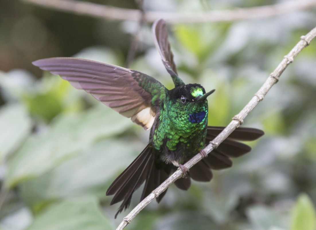 Buff-winged Starfrontlet - Michael Todd