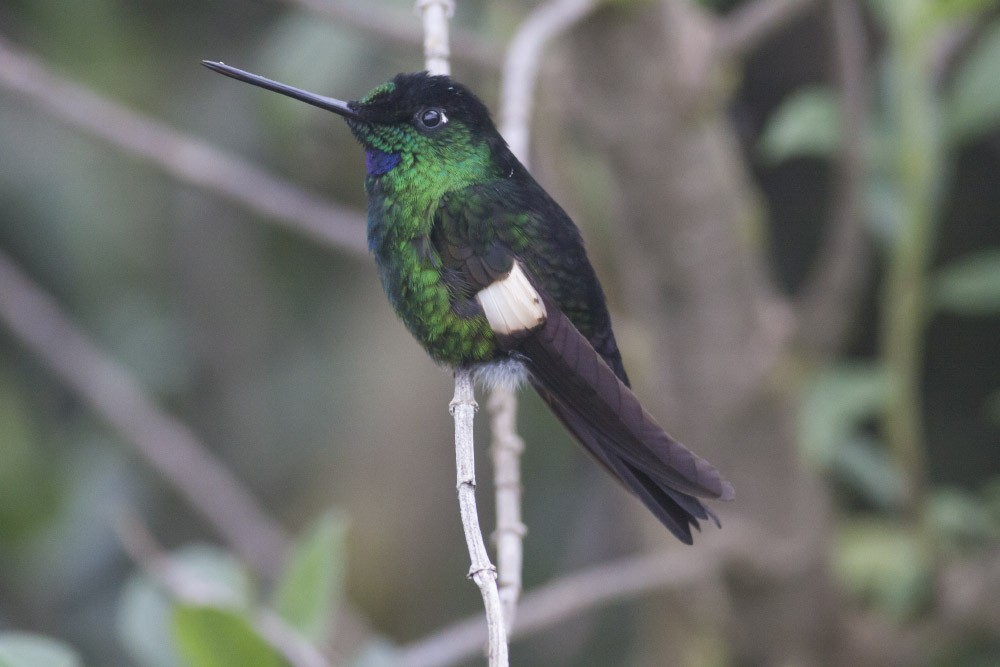 Buff-winged Starfrontlet - ML39600411