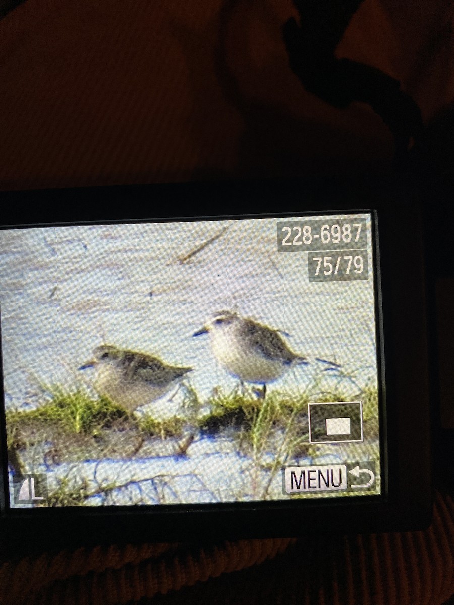 Black-bellied Plover - ML396004831