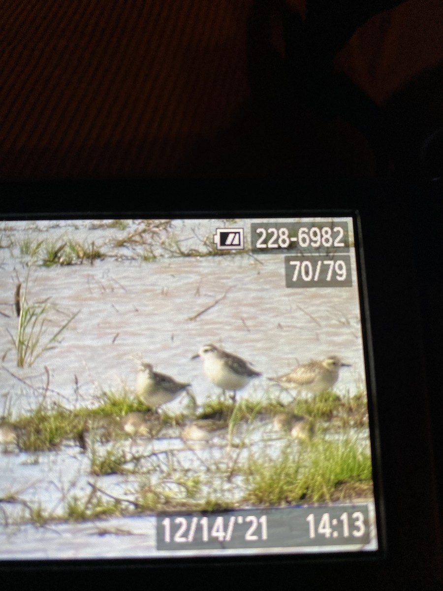 Black-bellied Plover - ML396005021